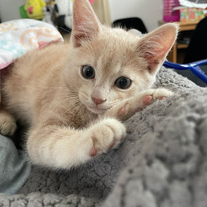 Meet your Posher, Emii